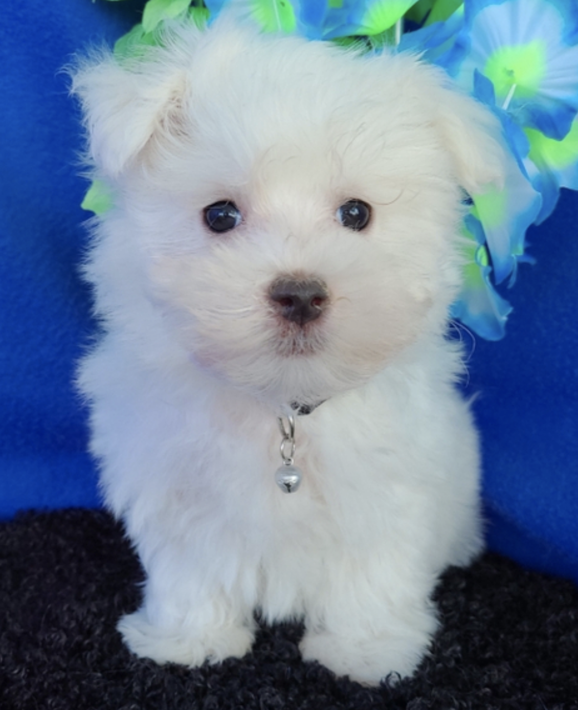 comprar cachorros sanos, baratos y asequibles para la venta